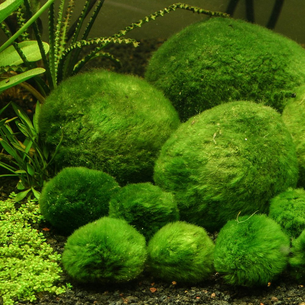 Moss Balls