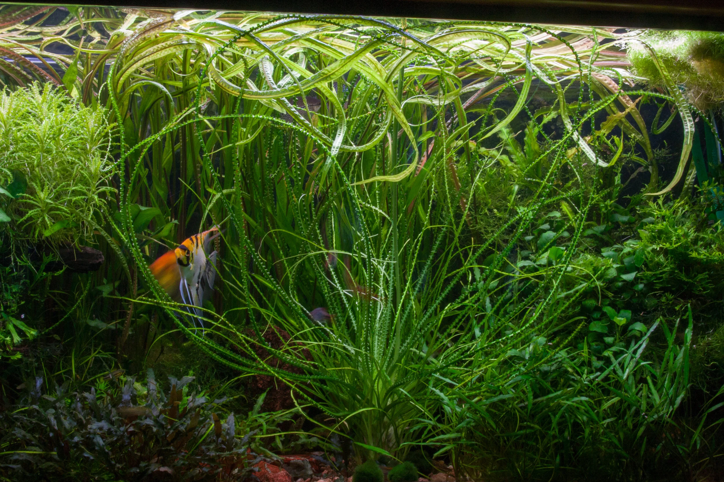 Crinum calamistratum — Florida Aquatic Nurseries