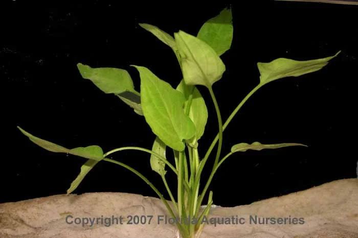 Lagenandra Bleeding Heart T/C Cup