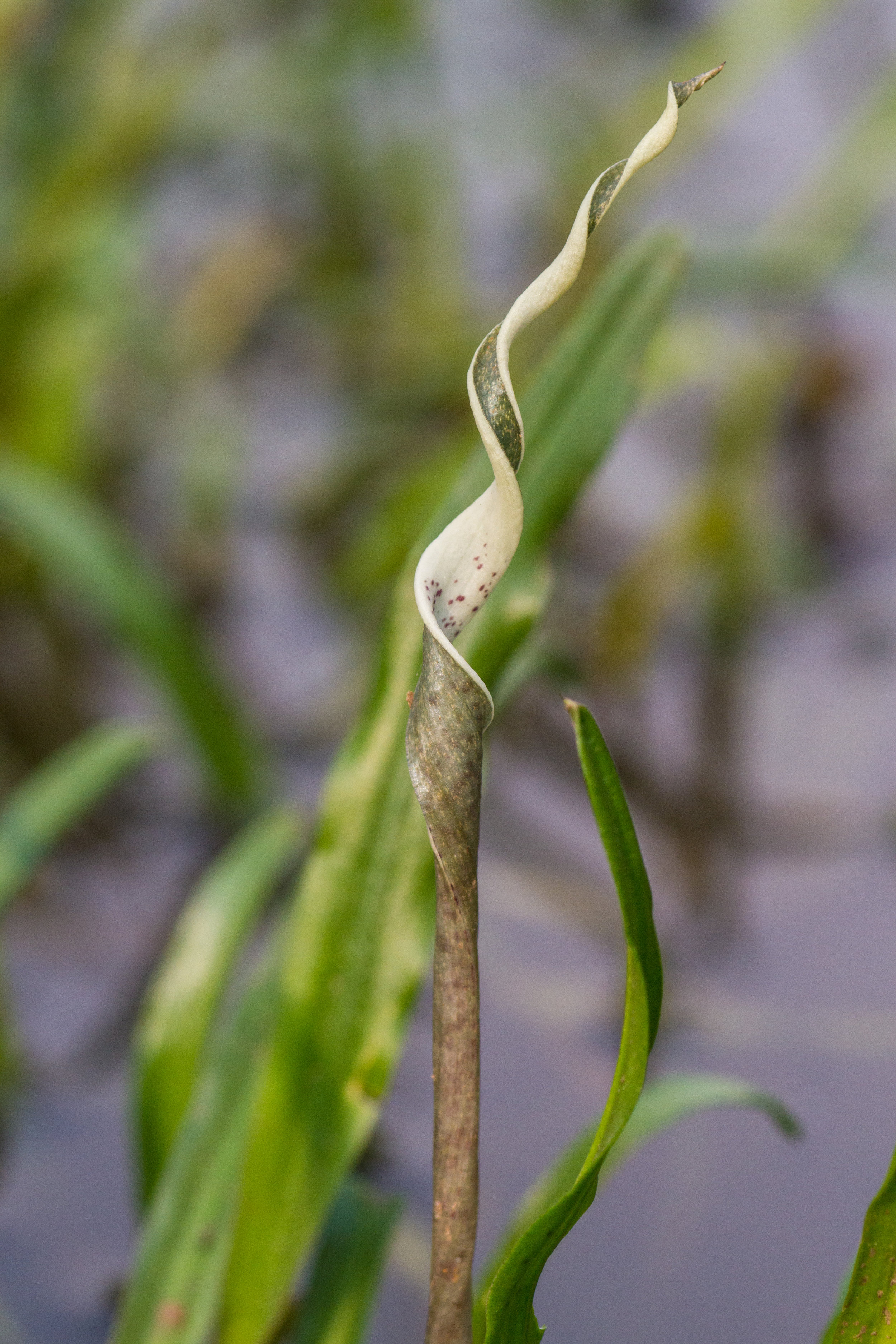 Cryptocoryne retrospiralis submersed 2 (1 of 1)-2.jpg