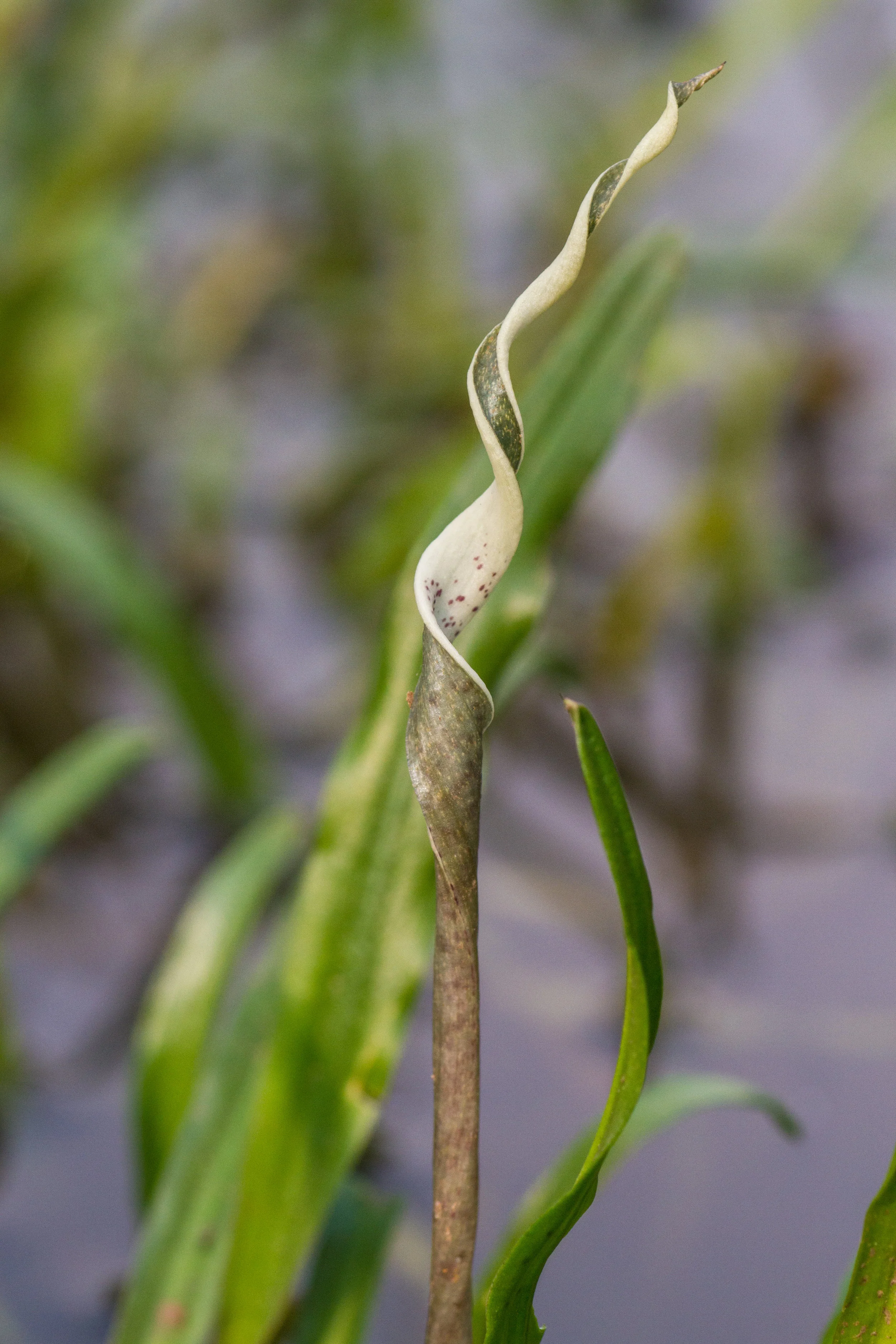 Cryptocoryne retrospiralis — Florida Aquatic Nurseries