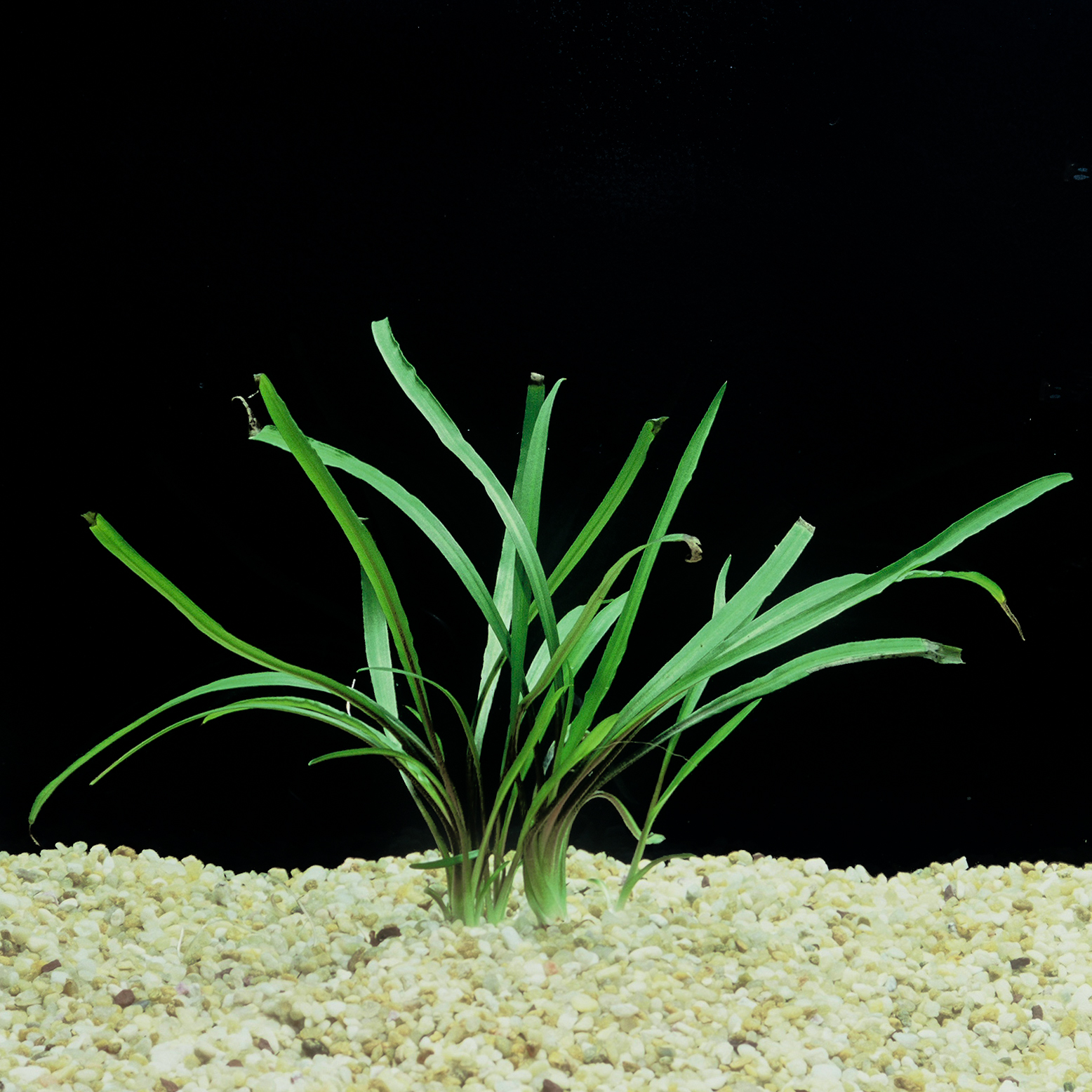 Cryptocoryne_spiralis.jpg