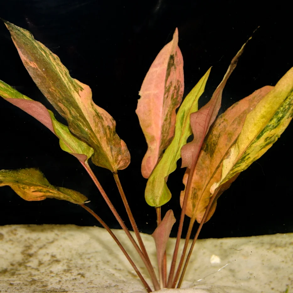 C. Wendtii 'Fl. Sunset'