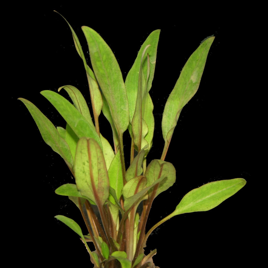 Aquarium Plants — Florida Aquatic Nurseries