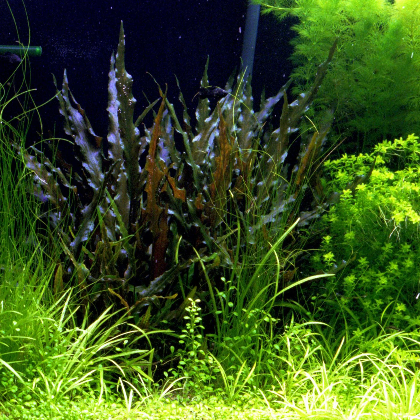 Aquarium Plants — Florida Aquatic Nurseries