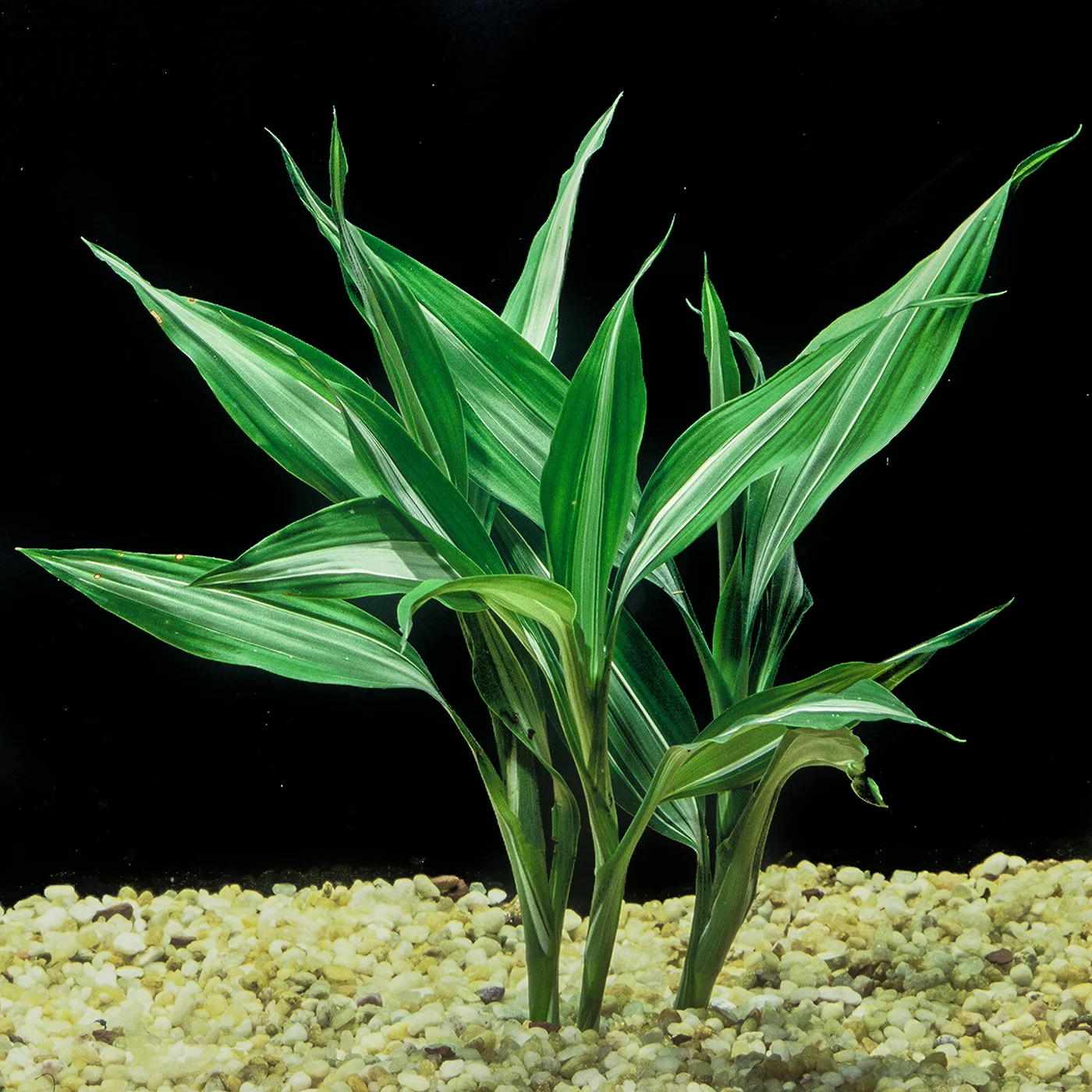 Dracena_borenquensis.jpg