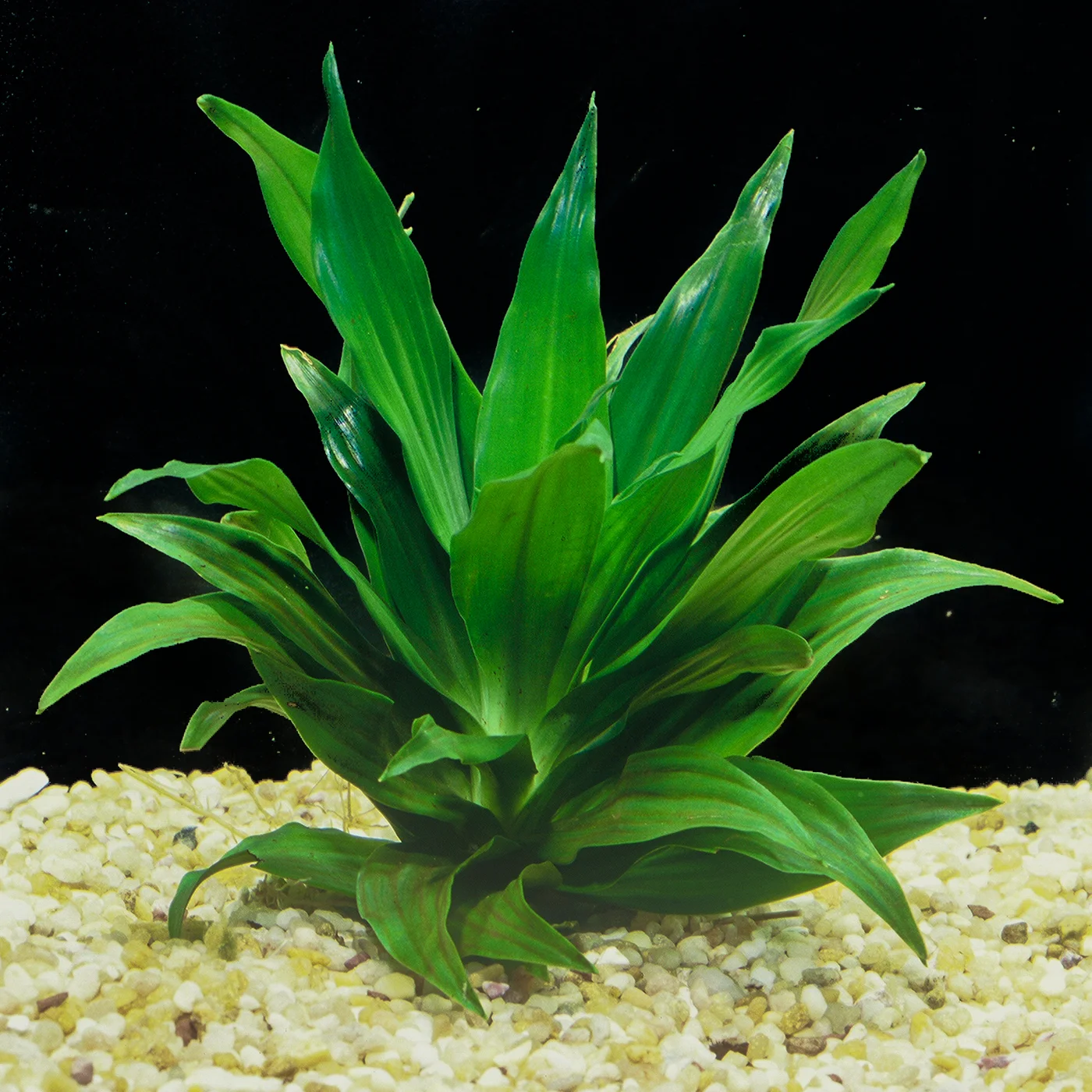 Dracaena compacta — Florida Aquatic Nurseries