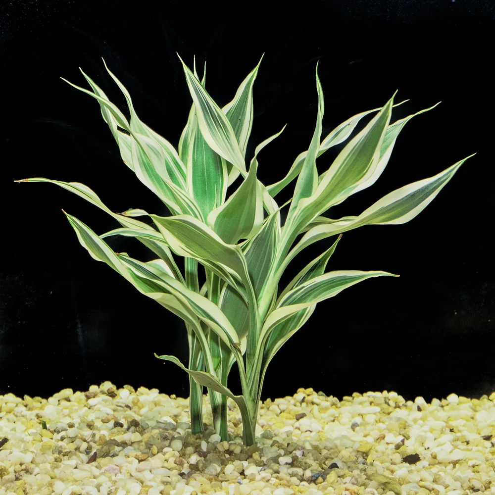 Lucky Bamboo Straight