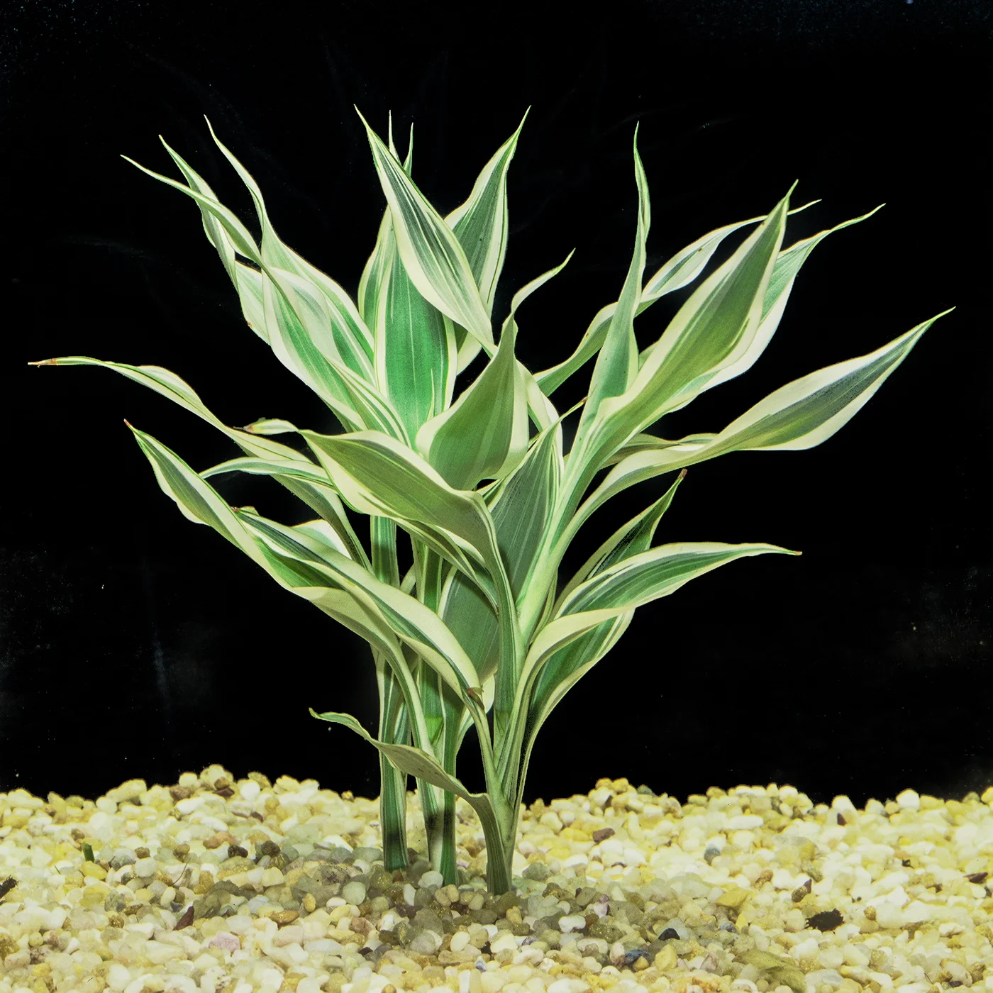 Dracena_sanderiana.jpg