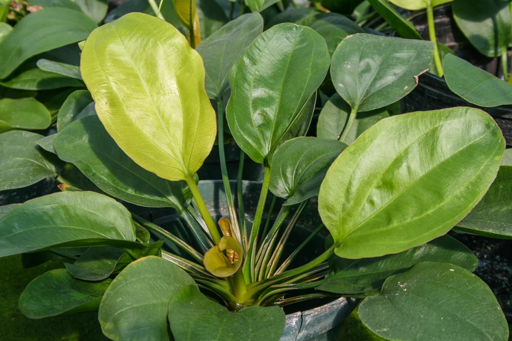 Echinodorus 'Apart' T/C Cup