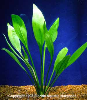 Florida 10 Species Live Aquarium Plants Bundle – AquaLeaf Aquatics – Aqua  Leaf Aquatics