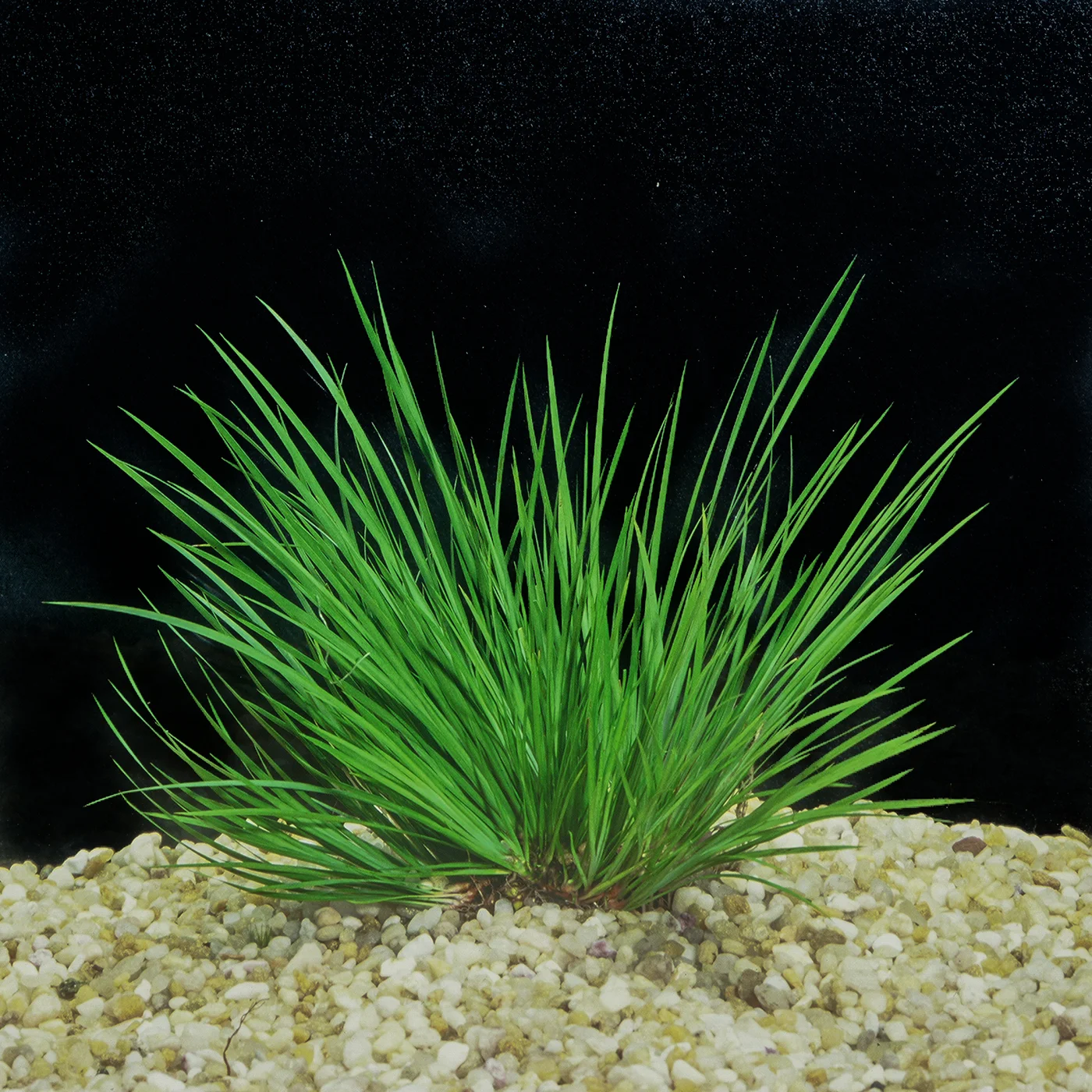 Acorus gramineus 'pusillus' — Florida Aquatic Nurseries