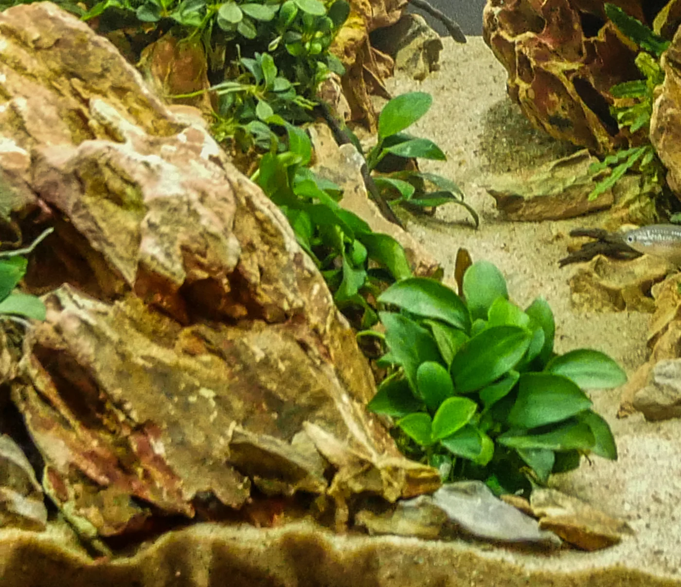 Aquascape DIYNew Aquarium Plants Anubias Barteri Var. Nana PetiteAquarium Designs