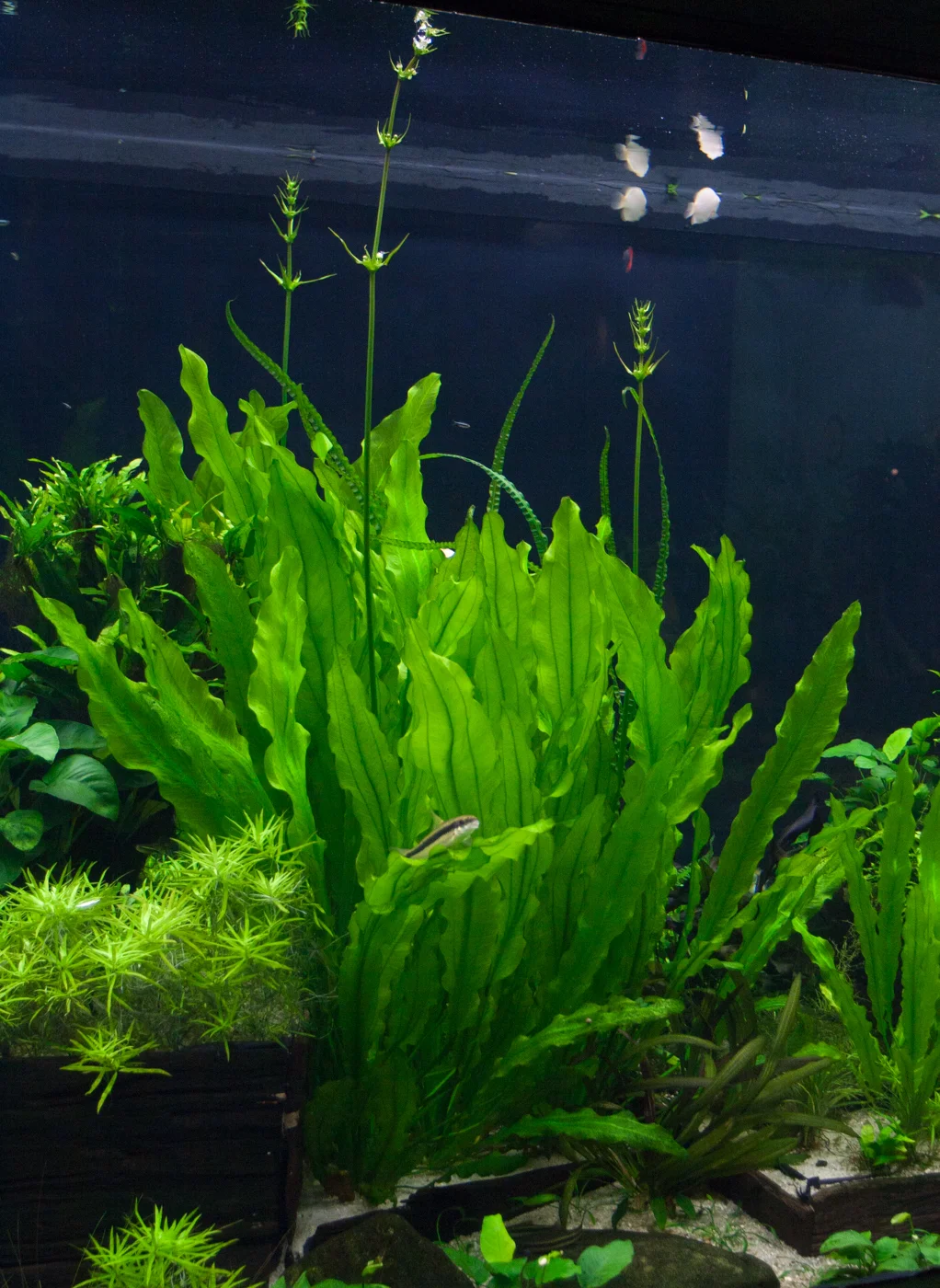Aquarium Plants — Florida Aquatic Nurseries