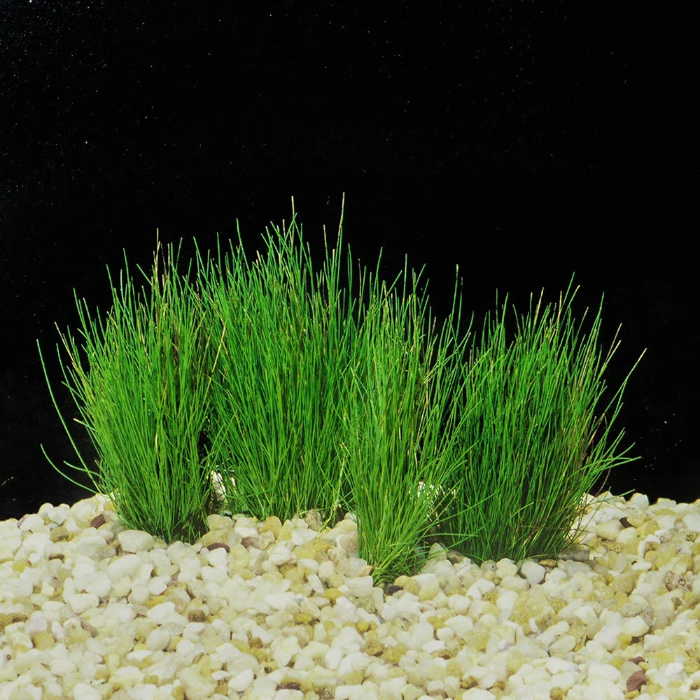 Eleocharis Parvula T/C Cup