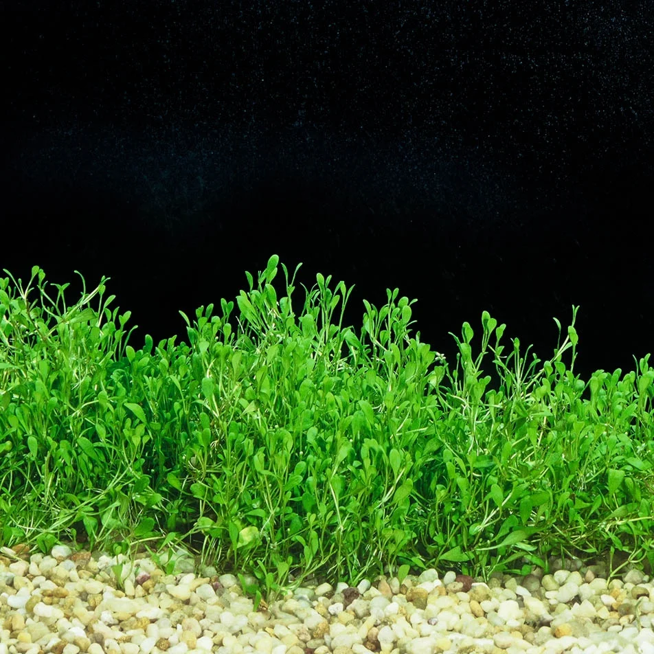 Glossostigma Mat