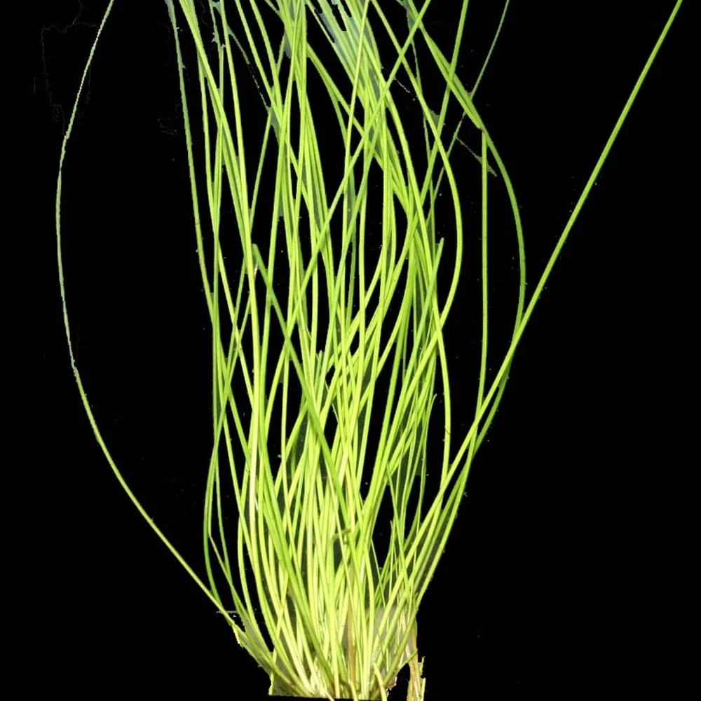 Hairgrass, Giant 6-24