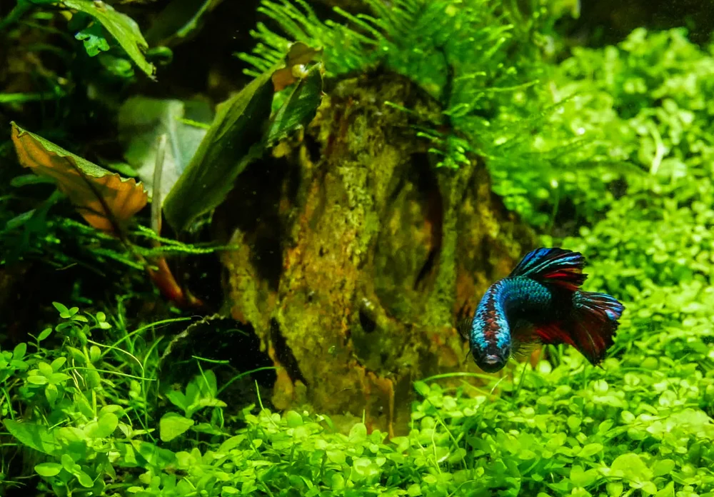 Micranthemum 'Monte Carlo' 6-24