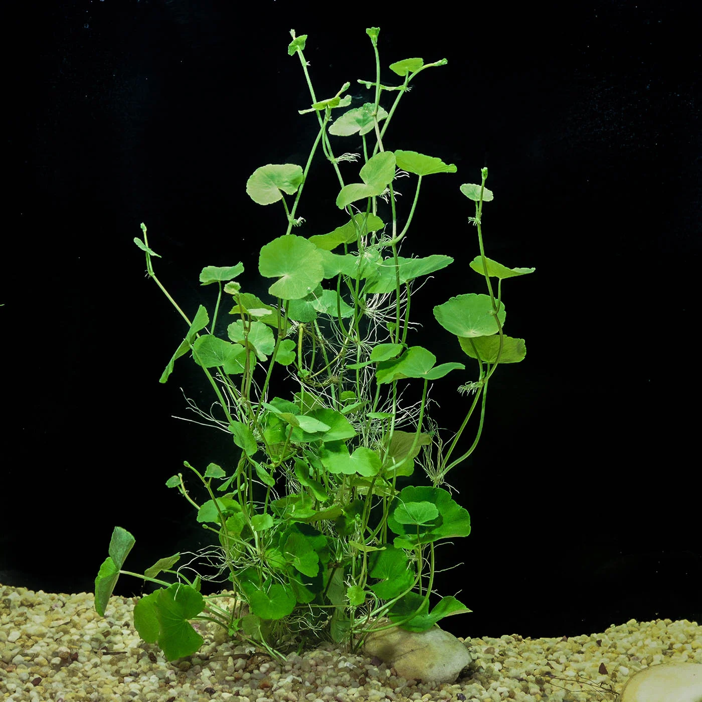 Hydrocotyle Leucocephala Aquarium
