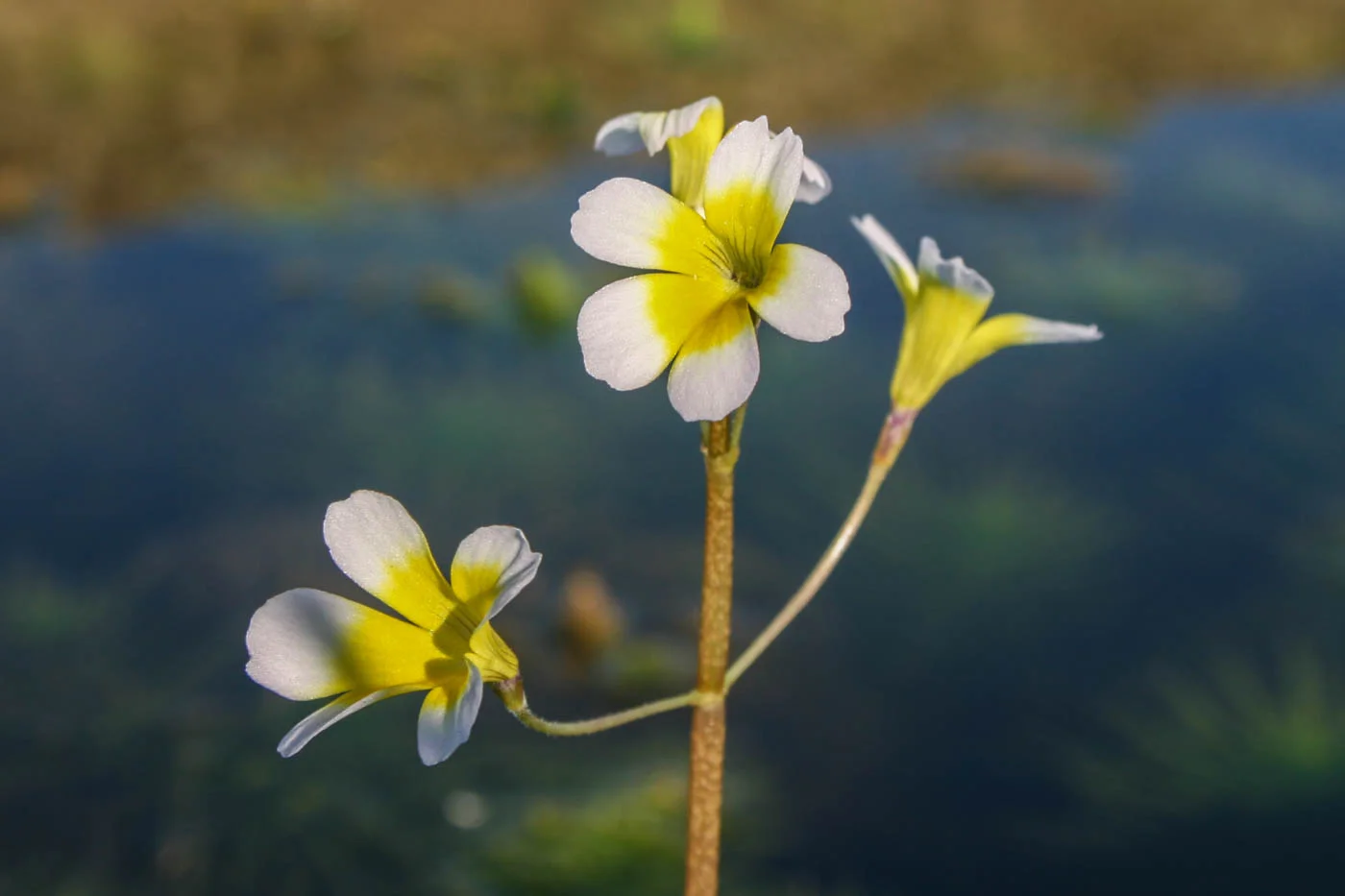 Hydrotriche hottoniflora flower (10 of 1).jpg