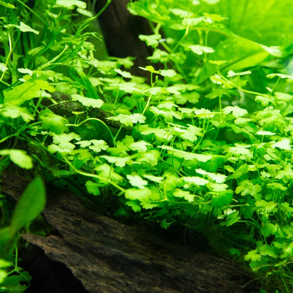 Hydrocotyle Sp. Japan 6-24