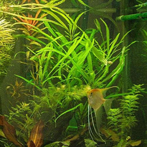 Hygrophilia Angustifolia