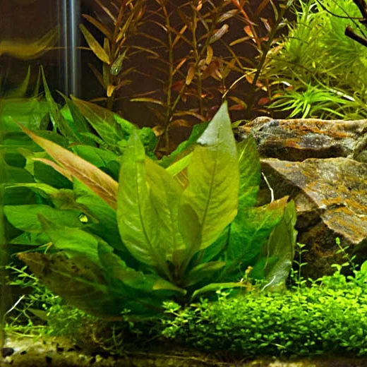 Hygrophila 'Compact' 6-24