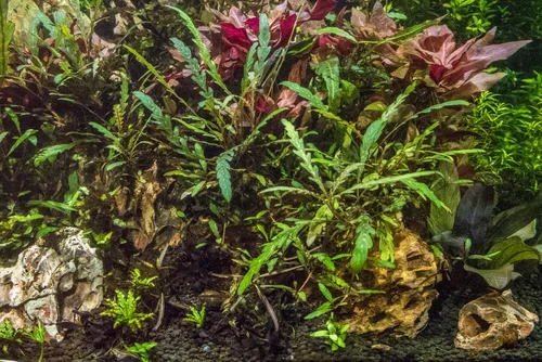 Hygrophila Araguaia