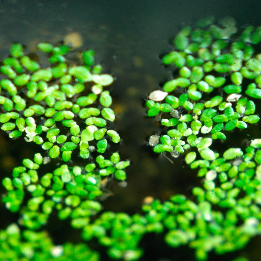 Duckweed
