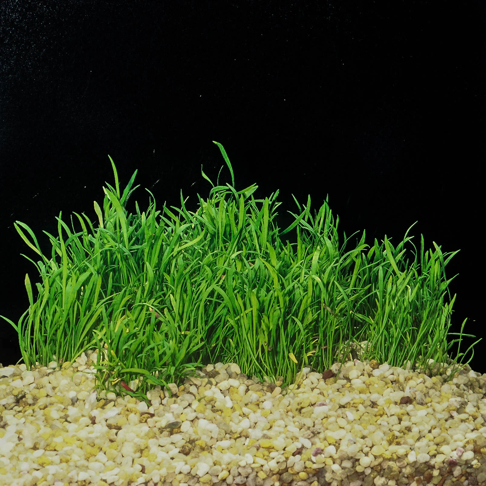 Lilaeopsis Brasiliensis