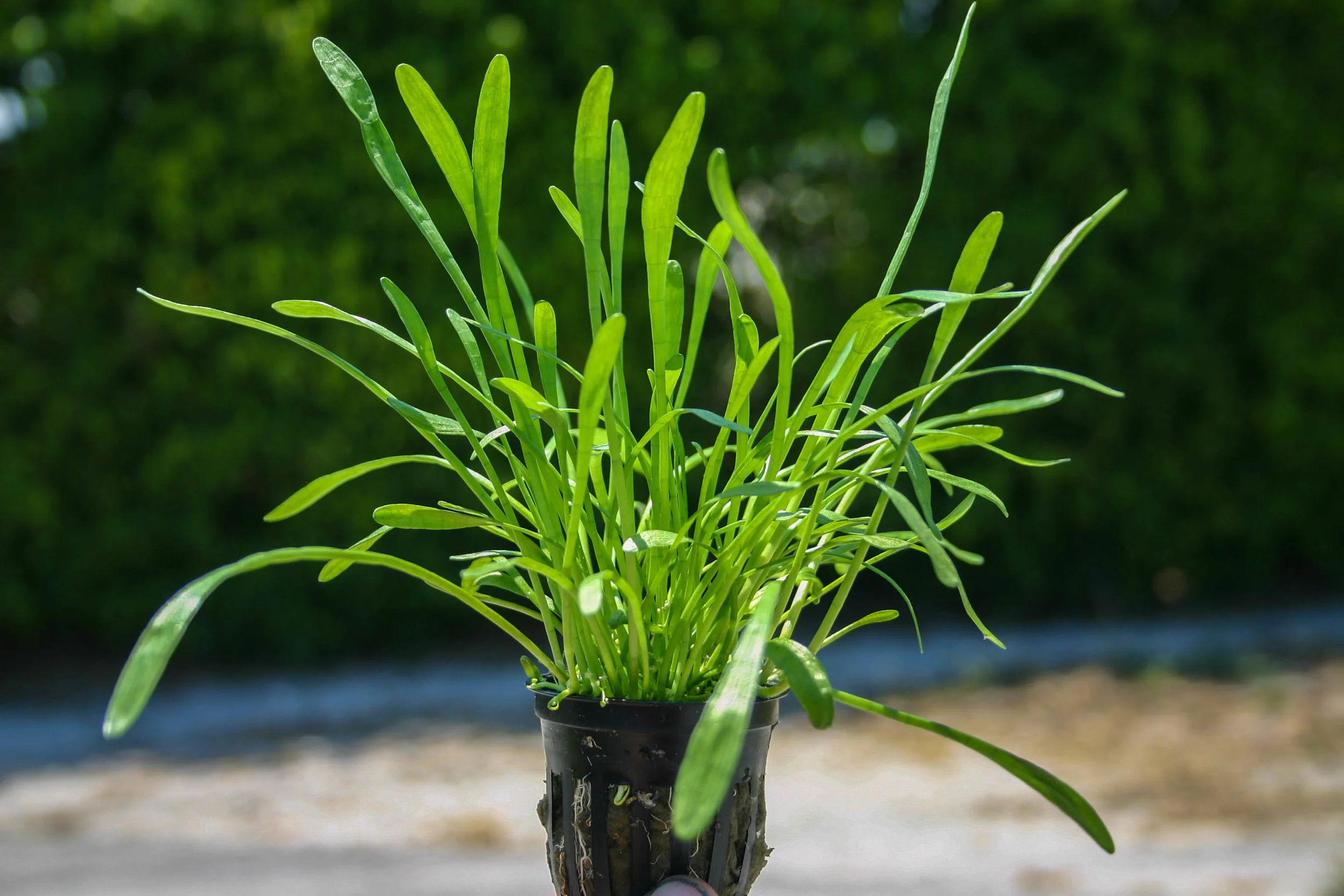 Lilaeopsis carolinensis — Florida Aquatic Nurseries
