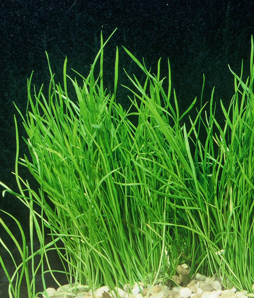 Micro Sword Narrow 6-24