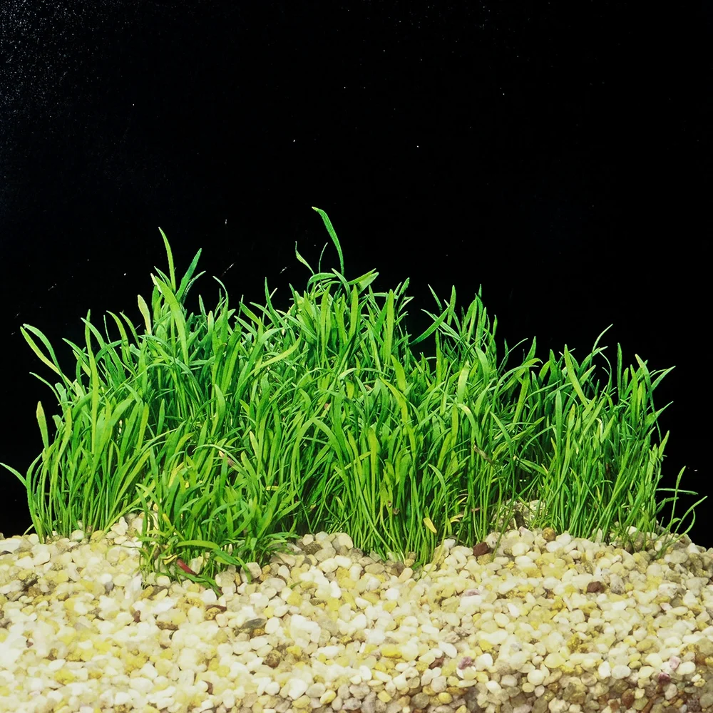 Lilaeopsis Brasiliensis T/C Cup