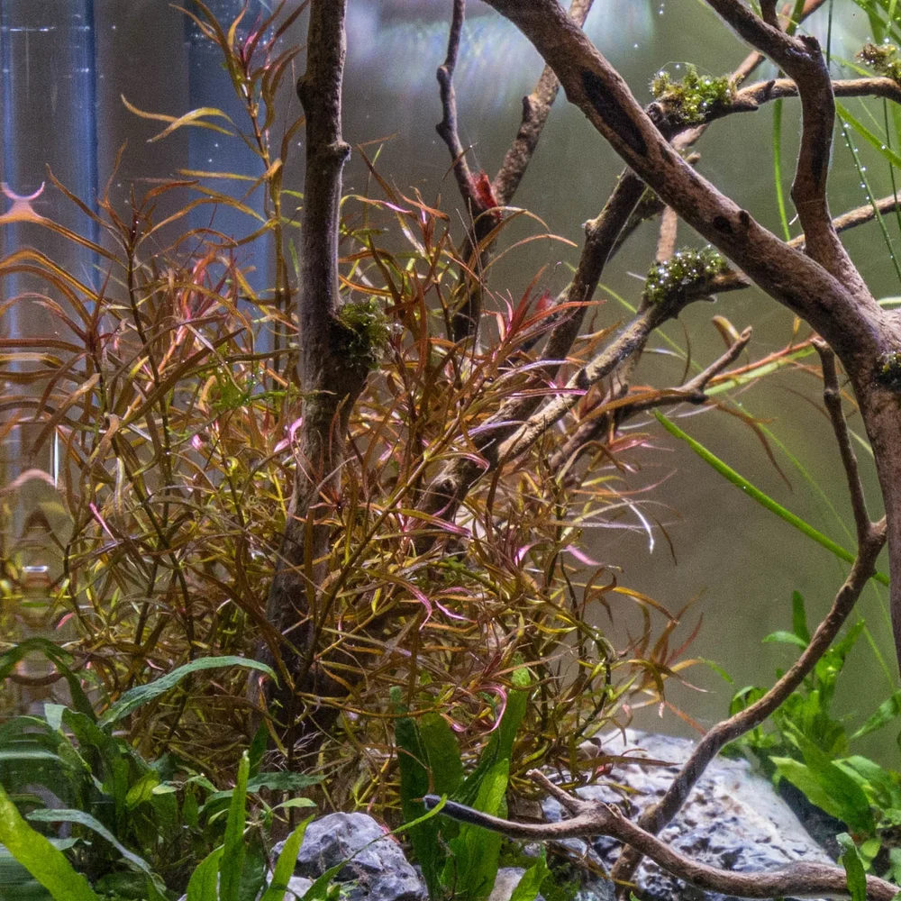 Ludwigia, Needle Leaf