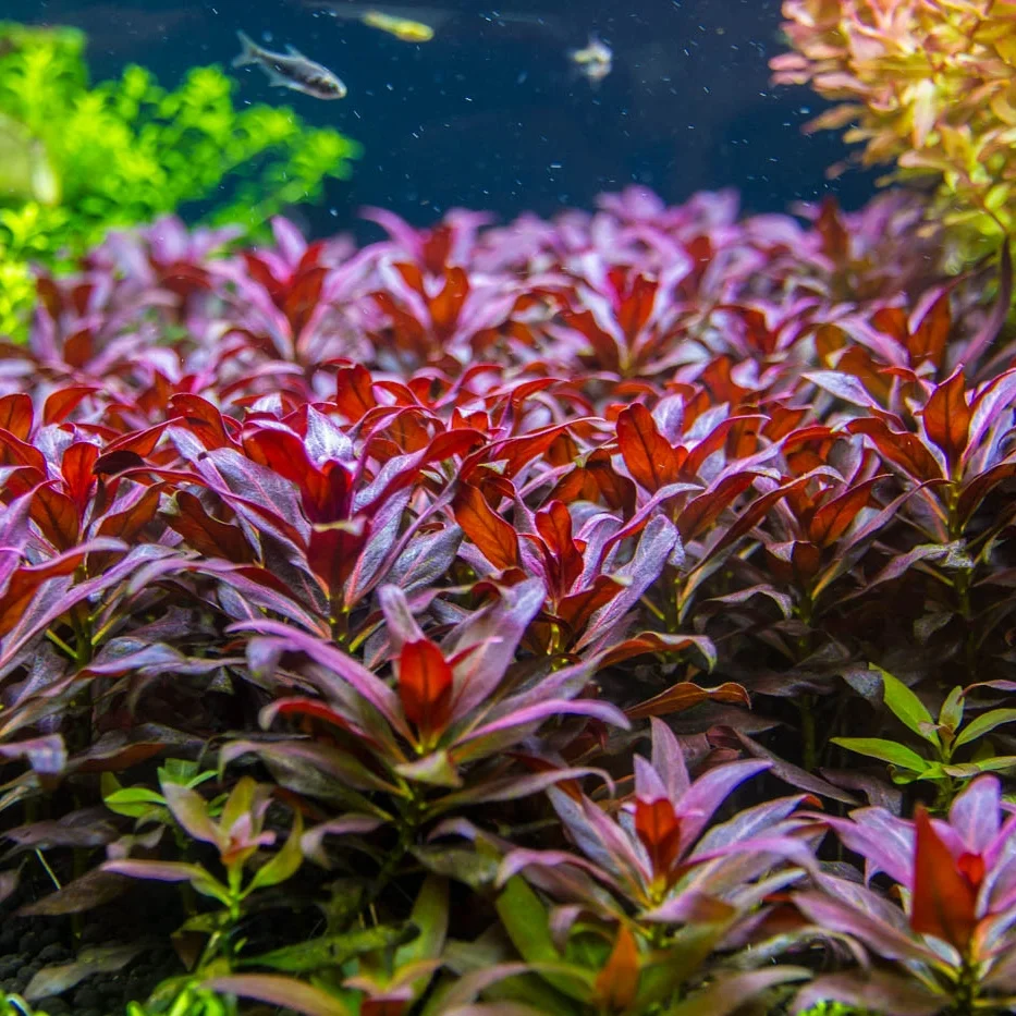 Ludwigia Peruensis