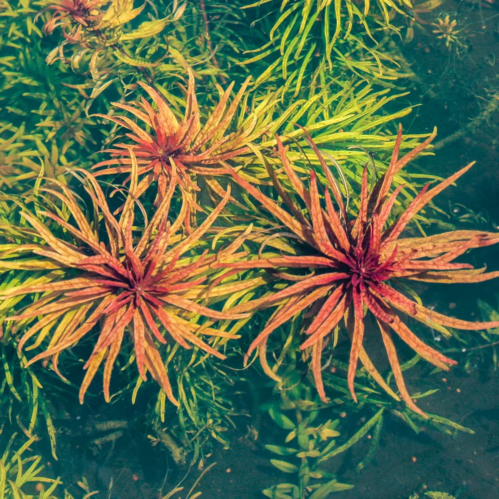 Ludwigia, Cuban