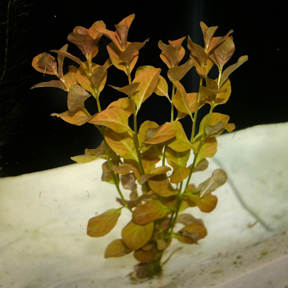 Ludwigia Ovalis