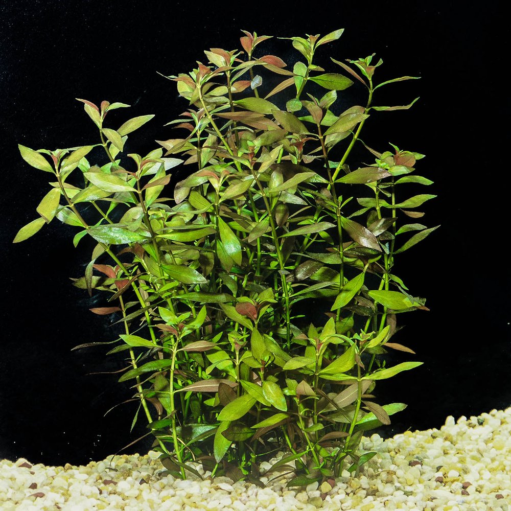 Ludwigia, Narrow