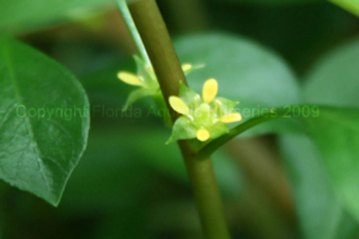 Flor pequeña de Ludwigia repens en primer plano (detalle botánico)