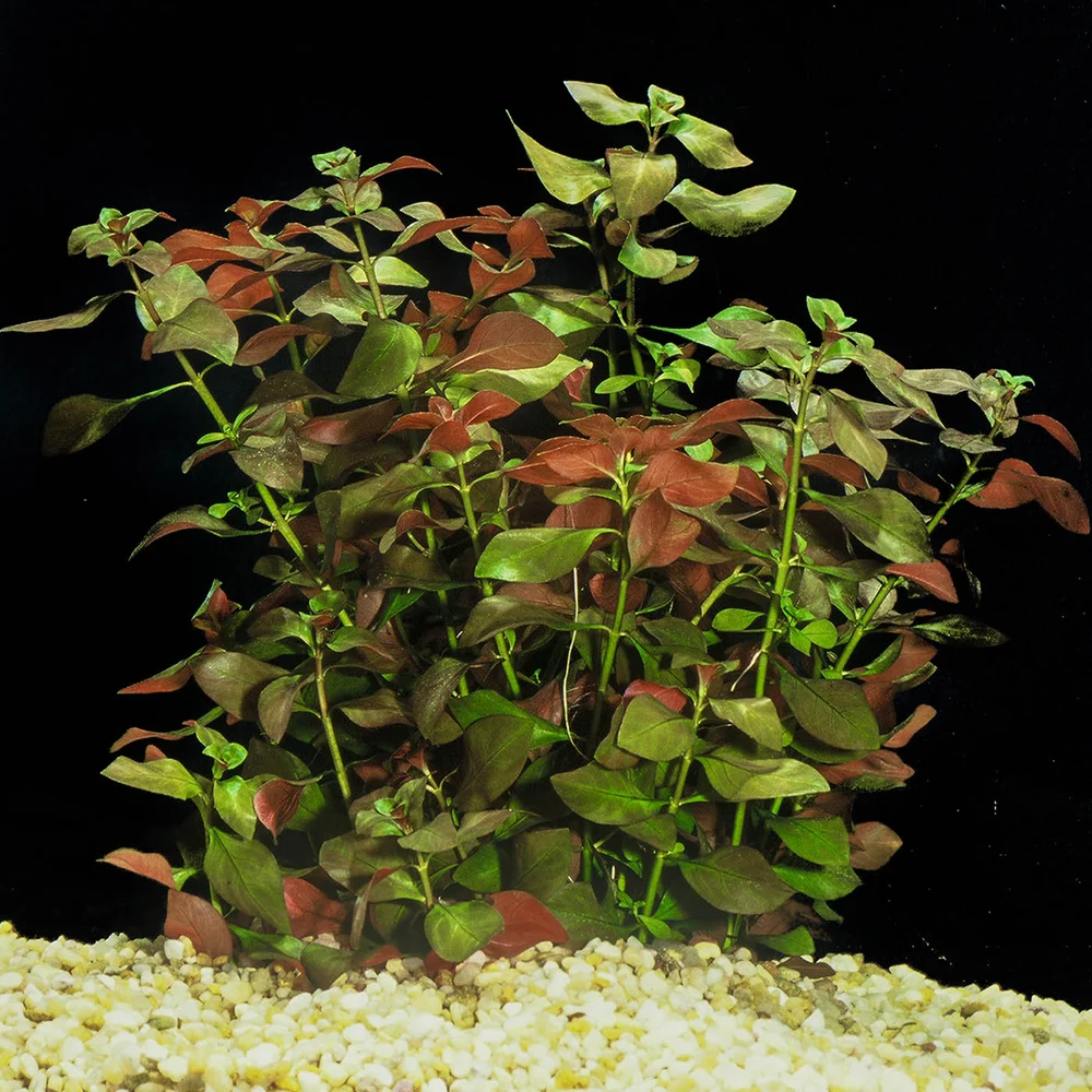 Ludwigia, Atlantis