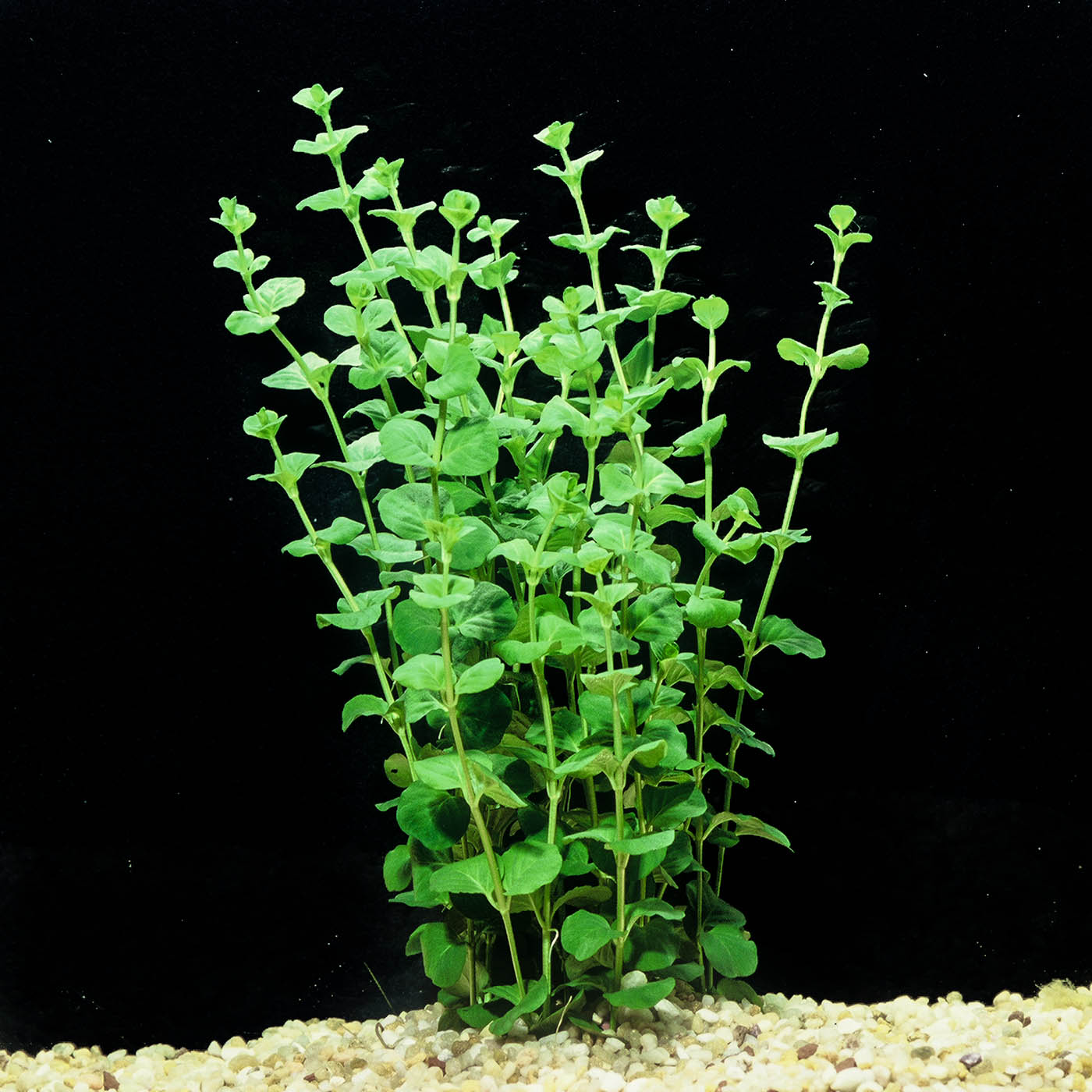 How to Grow Lysimachia Nummularia Aquarium: Thrive Tips