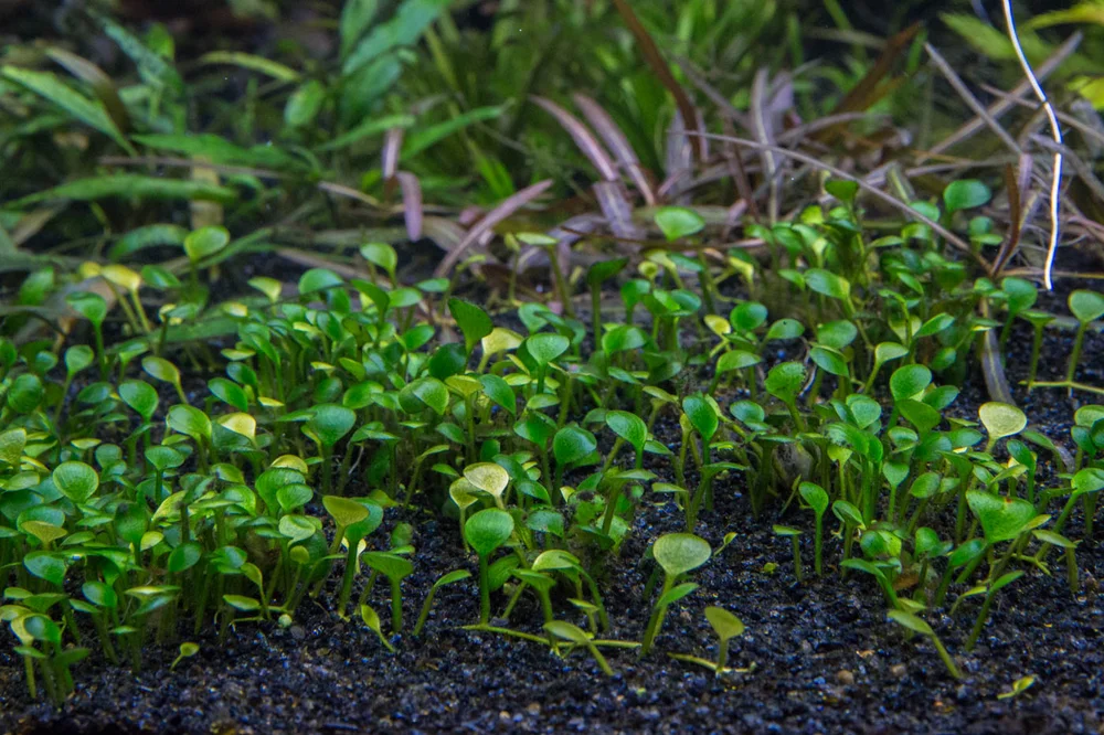 Four Leaf Clover, Dwarf 6-24