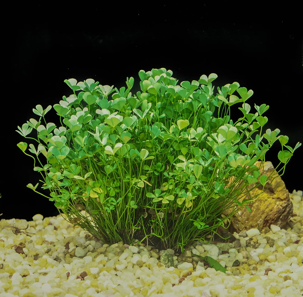 Four Leaf Clover 6-24