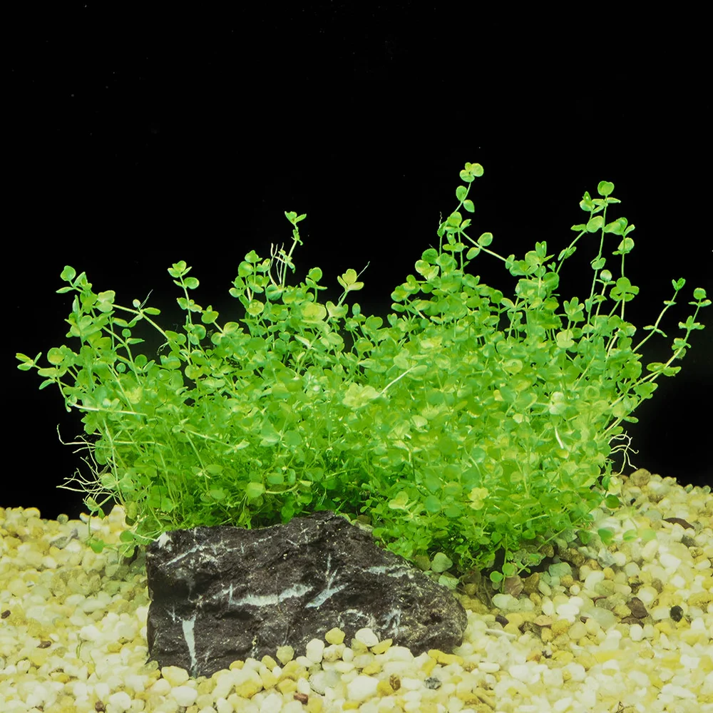 Hemianthus Micranthemoides T/C Cup