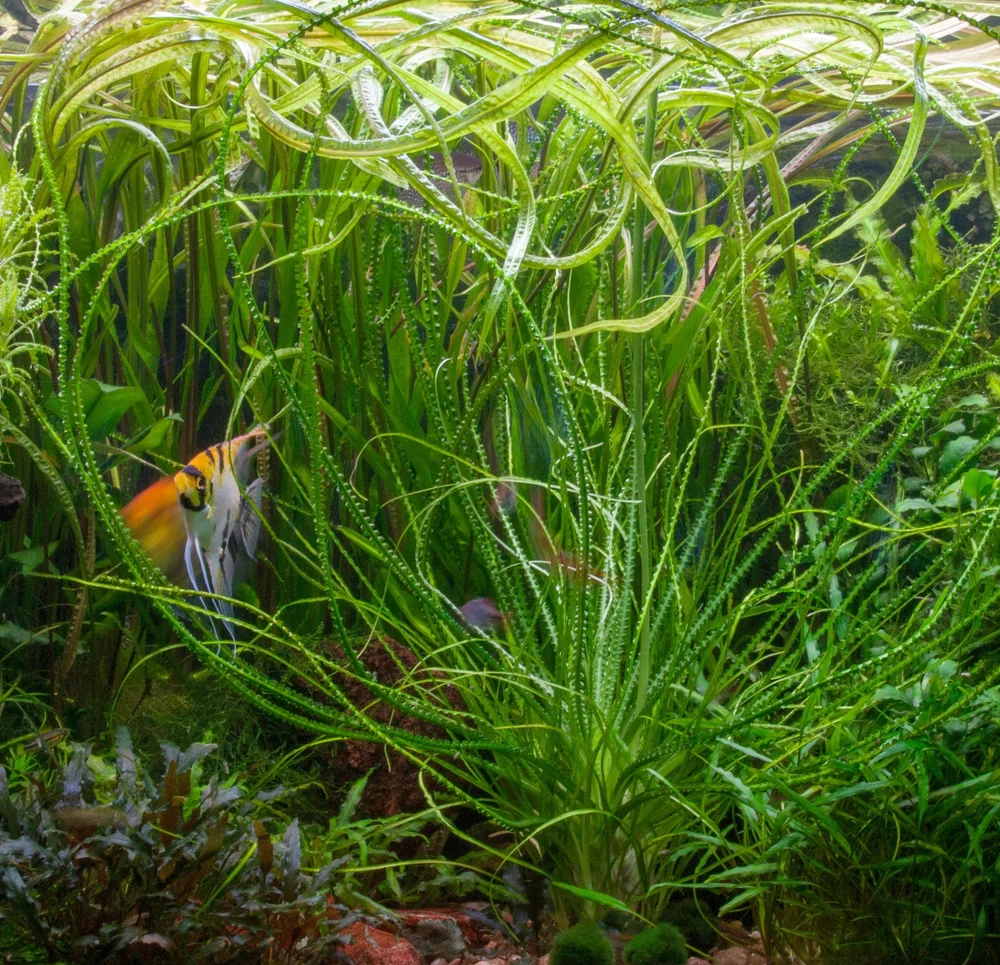 Crinum Calamistratum