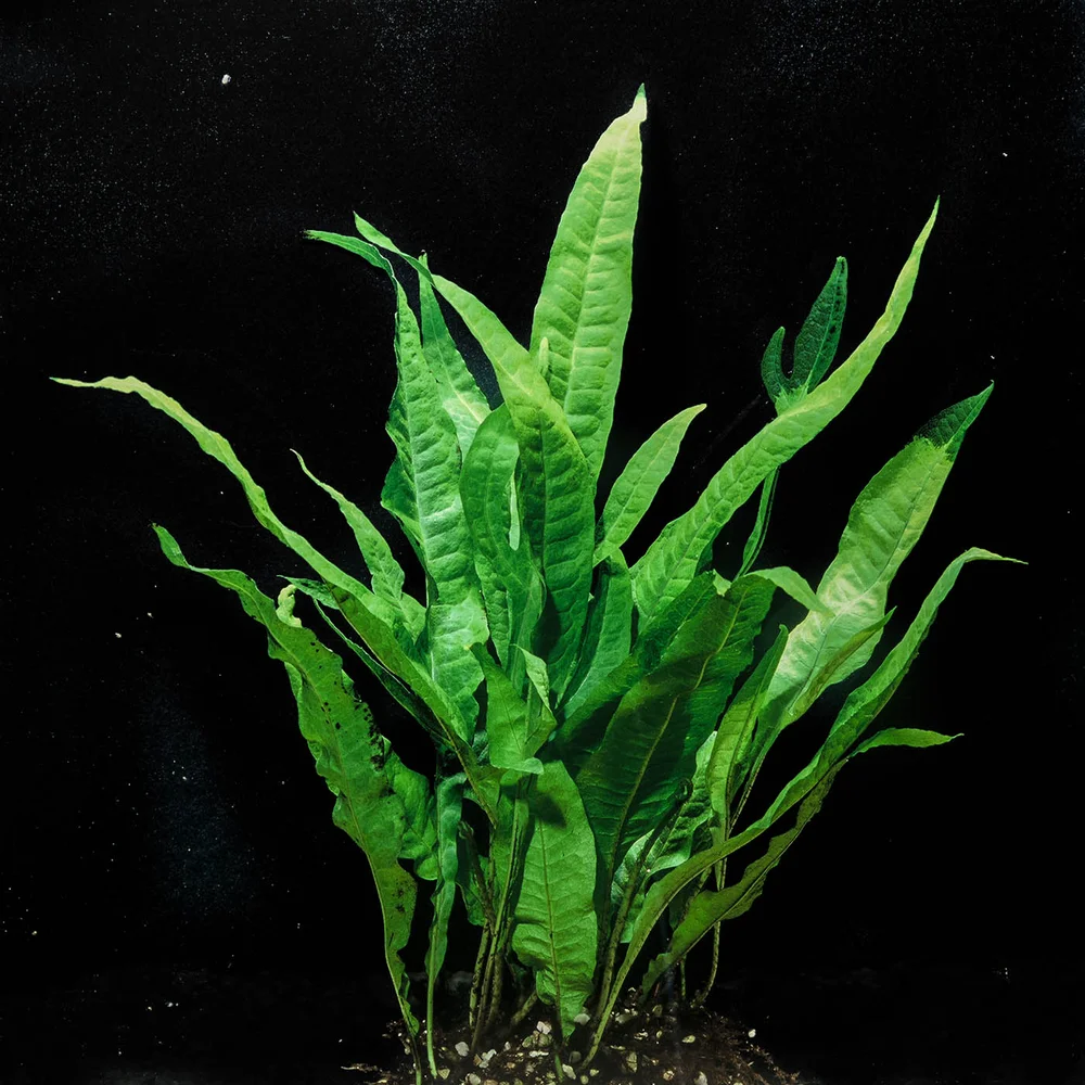 Java Fern