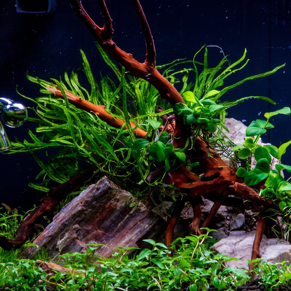 Java Fern Trident