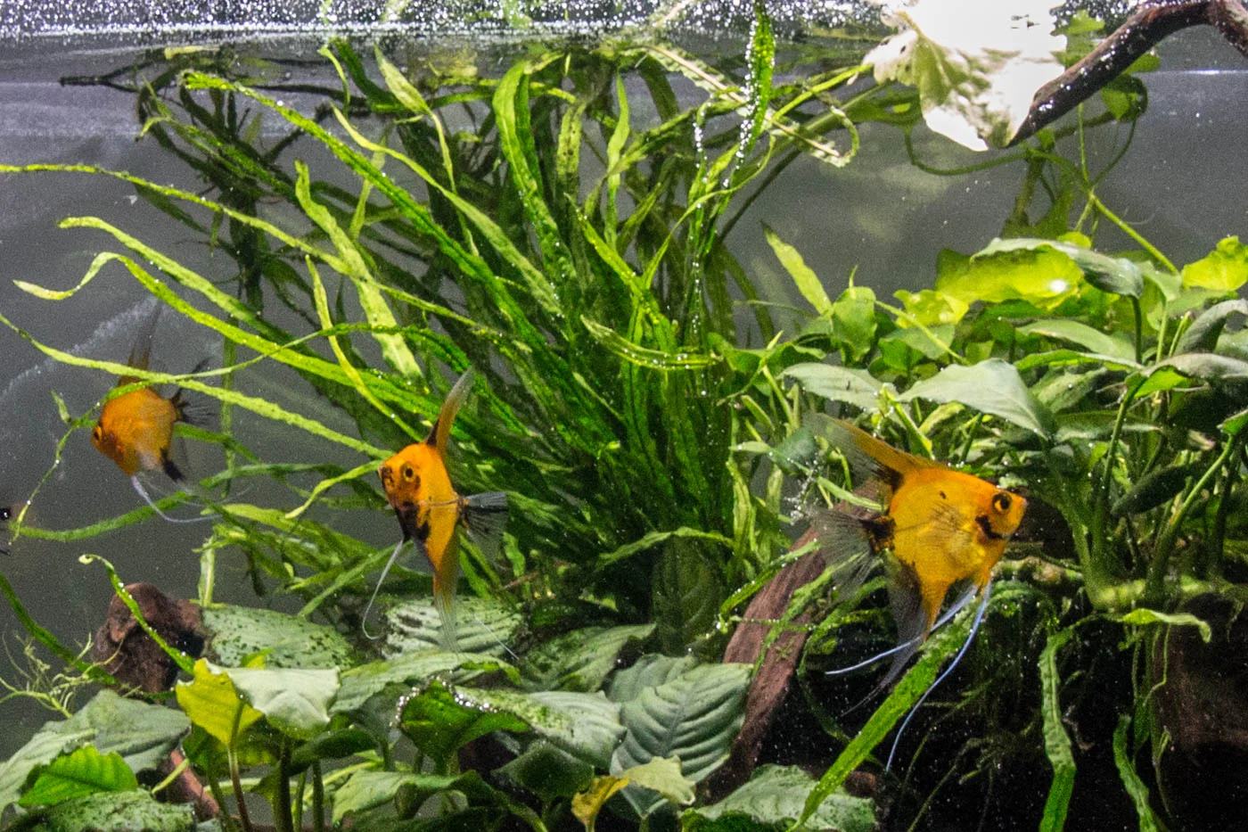 Narrow Leaf Java Fern