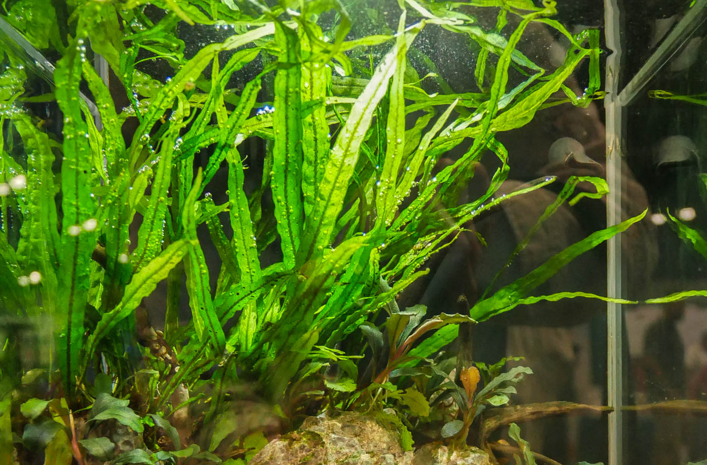 Microsorum pteropus Narrow Leaf — Florida Aquatic Nurseries