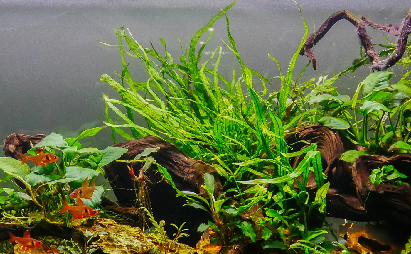 Java Fern Aquarium